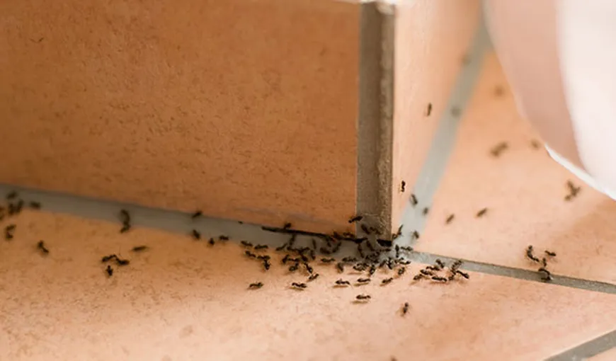 Paşi simpli ca să scapi de furnici rapid