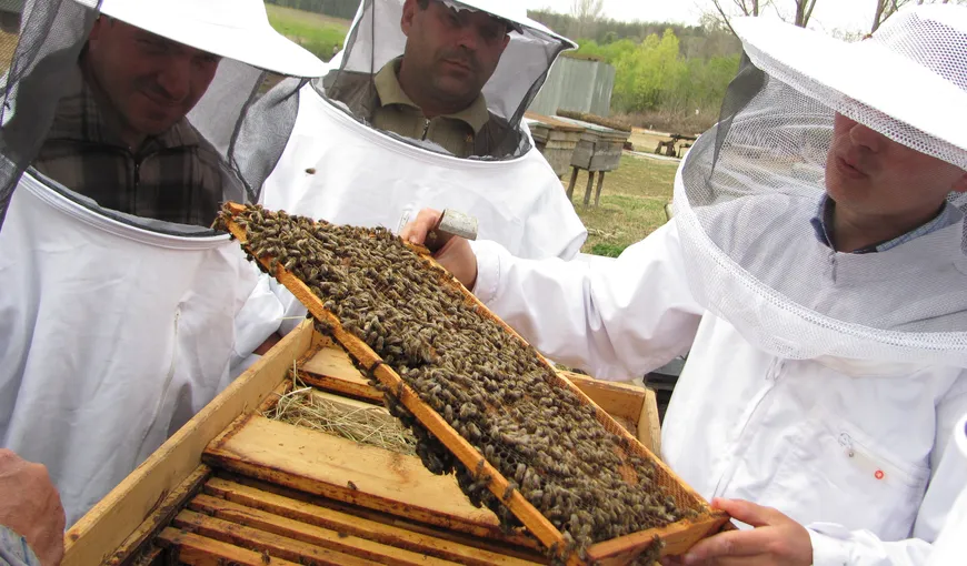 Organizaţiile din sectorul agricol şi alimentar, sprijinite financiar de Guvern. Şi apicultorii primesc bani