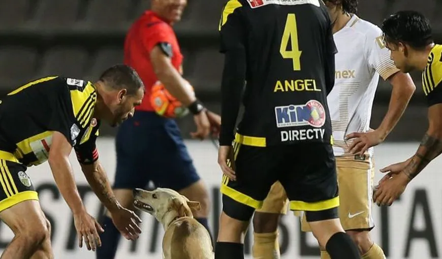 Un câine simpatic, vedetă în Copa Libertadores. Este cel mai fericit pe gazon, printre jucători VIDEO