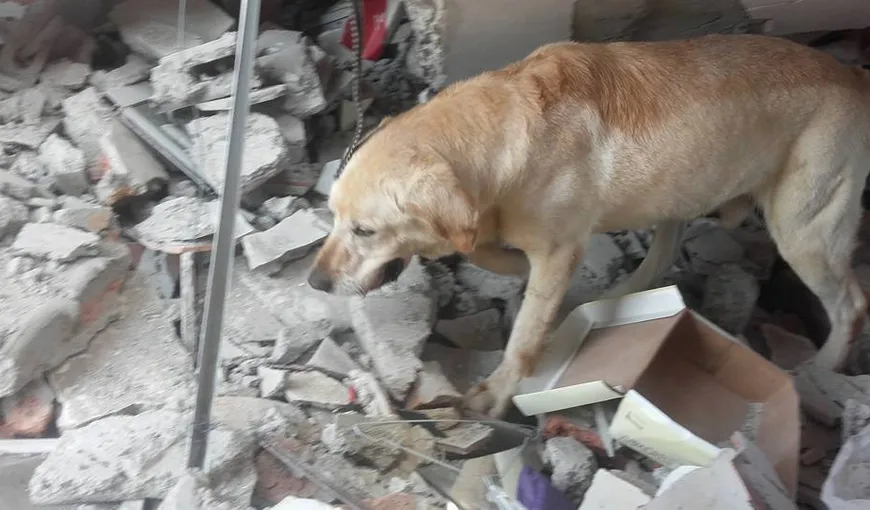 Dayko, câinele care a murit de epuizare după ce a salvat şapte persoane după cutremurul din Ecuador