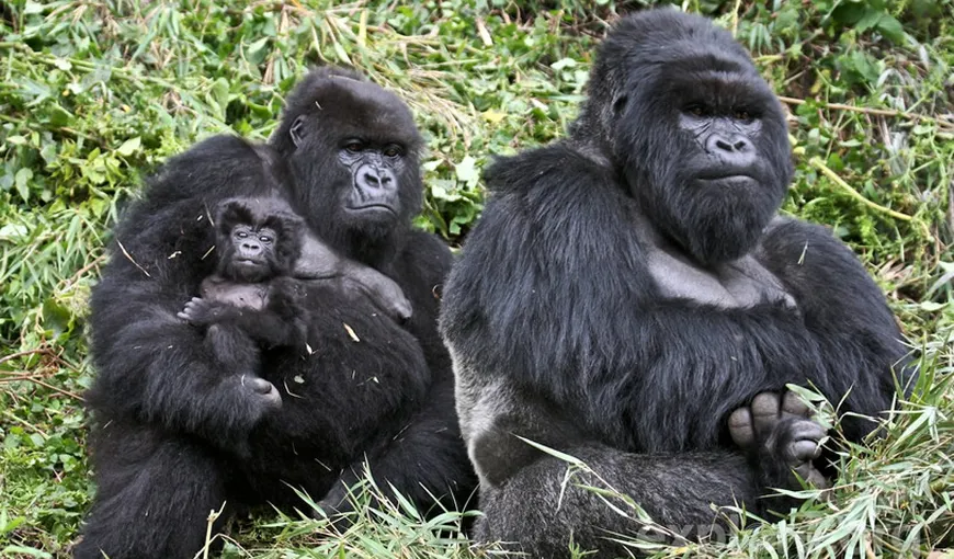 Cât de apropiat este genomul omului faţă de cel al gorilei