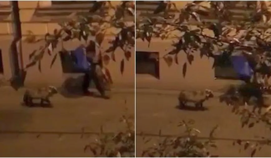 Un bărbat din Timişoara a ieşit cu mielul în lesă la plimbare VIDEO