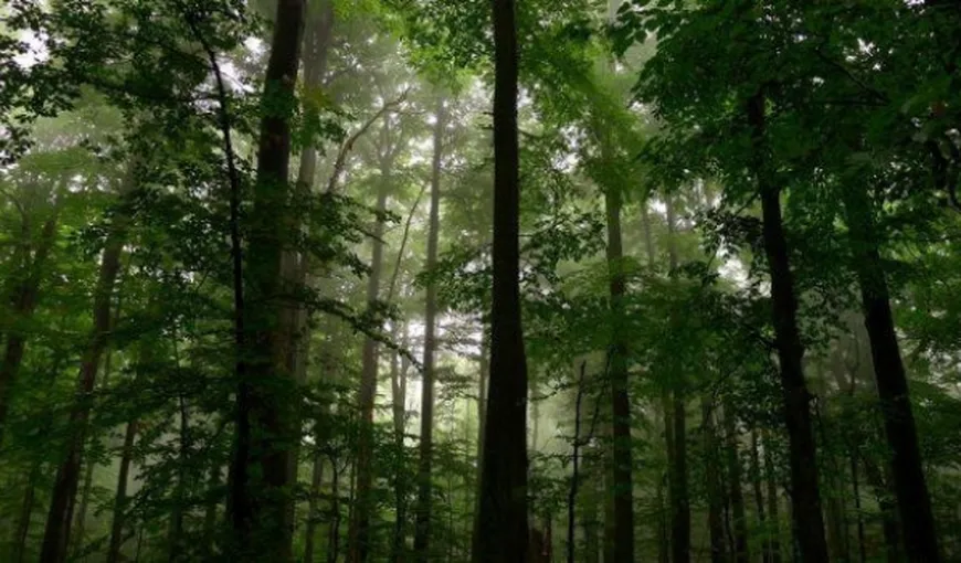 ZIUA PĂMÂNTULUI: 7,8 miliarde de copaci plantaţi în cinci ani