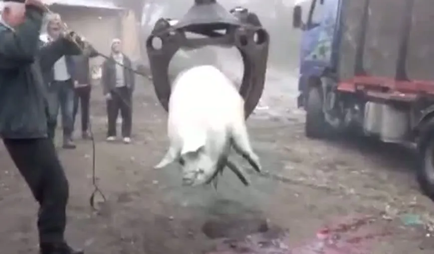 Românii sunt tot mai inventivi. Un porc a fost pus cu macaraua pe grătar VIDEO