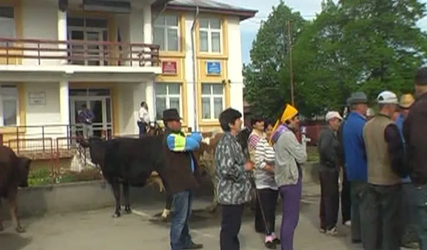 Protest inedit cu vaci, în faţa unei primării din Vrancea