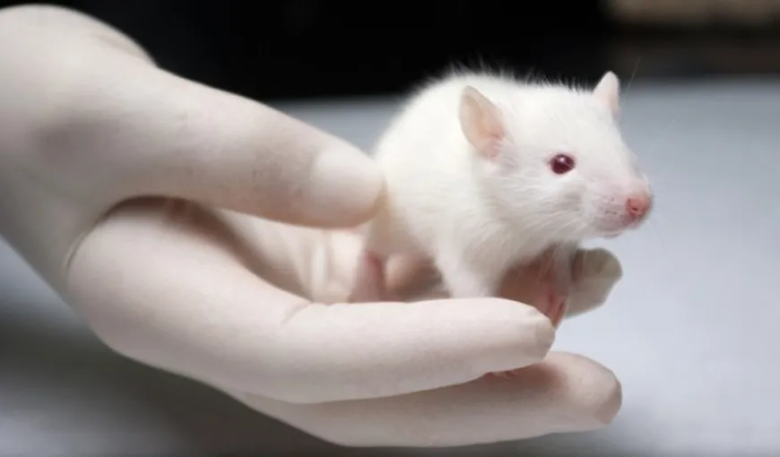 Ce au descoperit cercetătorii după ce mai mulţi şoareci au fost trimişi în spaţiul cosmic