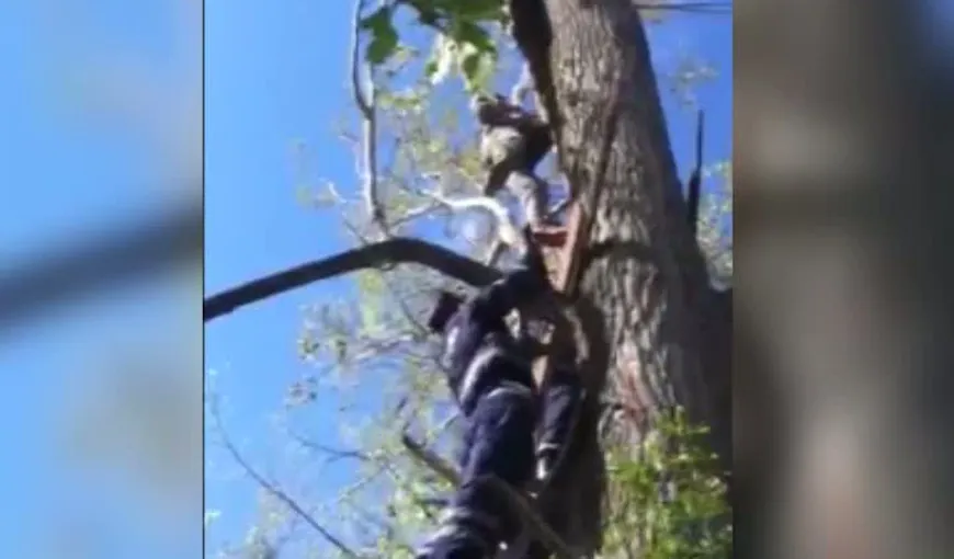 Operaţiune dificilă de salvare. Un tânăr a rămas suspendat într-un copac, la 12 metri înălţime VIDEO