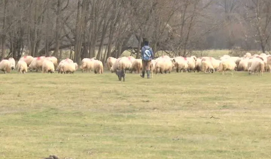 INCIDENT în poligonul militar. Un cioban a intrat cu oile în zona de tragere