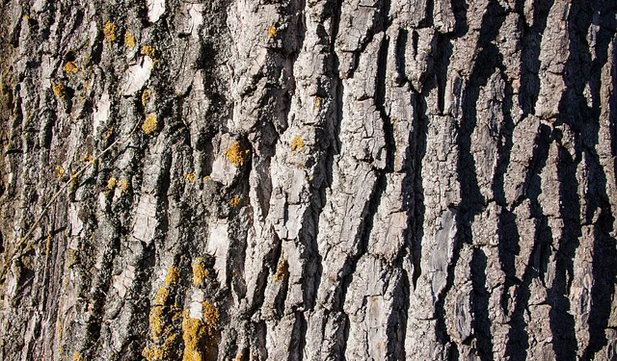 Cum se foloseşte scoarţa de la copaci pentru sănătate. Tratează până şi obezitatea