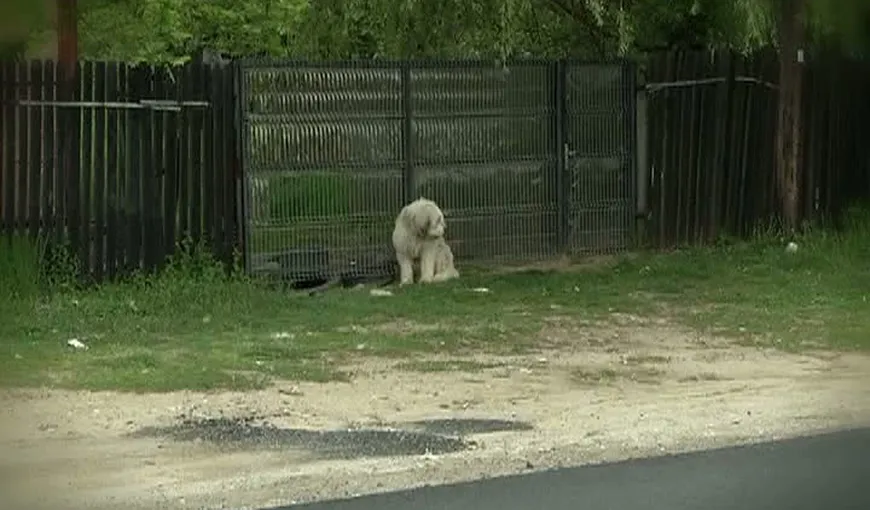 Hachiko de Dolj, câinele care de cinci ani de îşi aşteaptă stăpânul mort