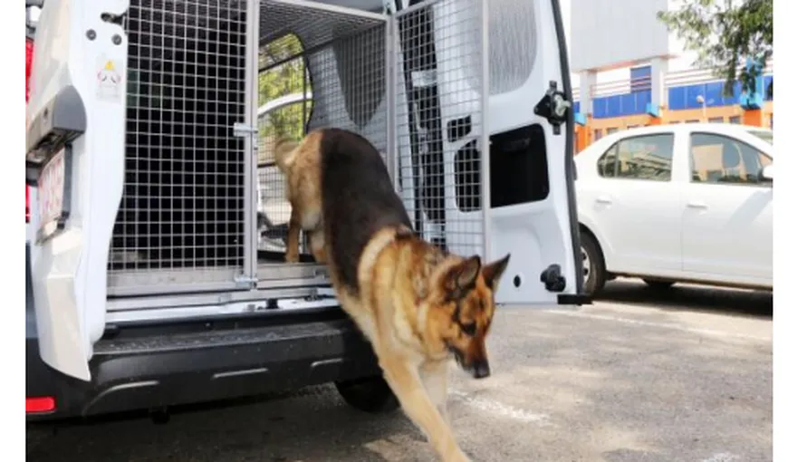 Premieră în România. Un câine a primit cadou o maşină de serviciu