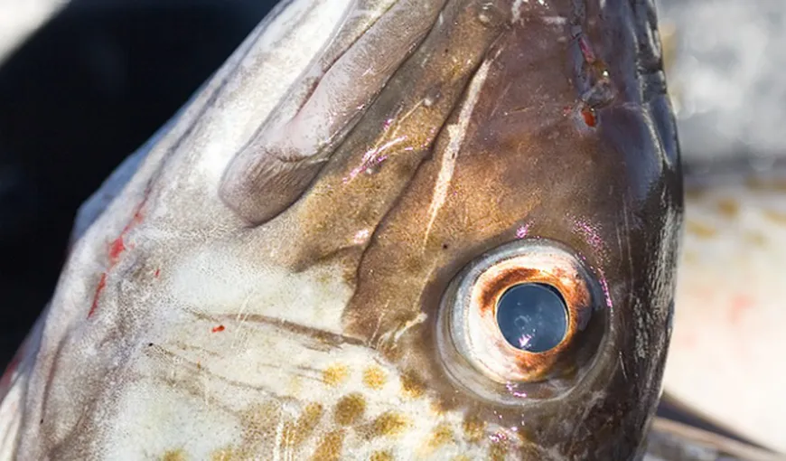 A prins un peşte, dar a rămas ŞOCAT când s-a uitat în gura lui VIDEO