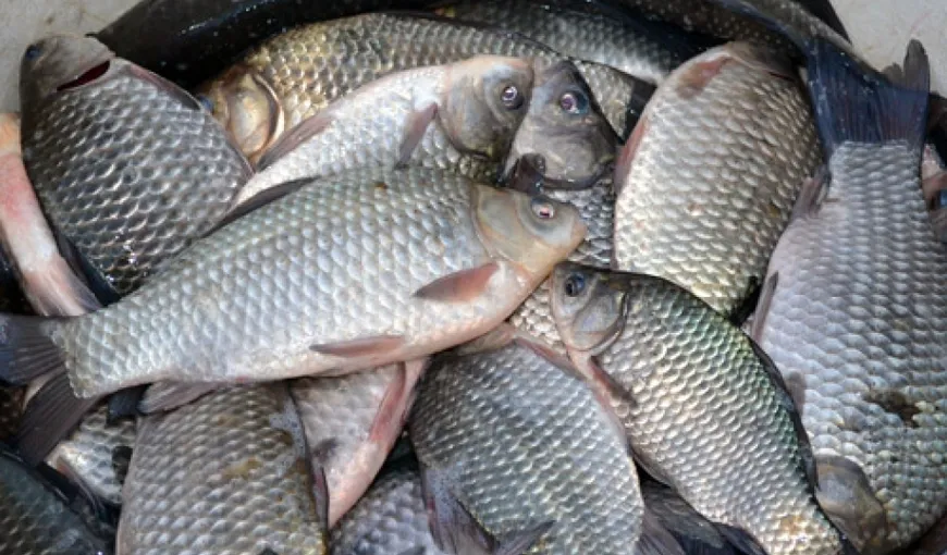 ANSVSA: Peste 3.800 de kilograme de peşte au fost retrase de la vânzare după ce s-a descoperit că produsele aveau viermi
