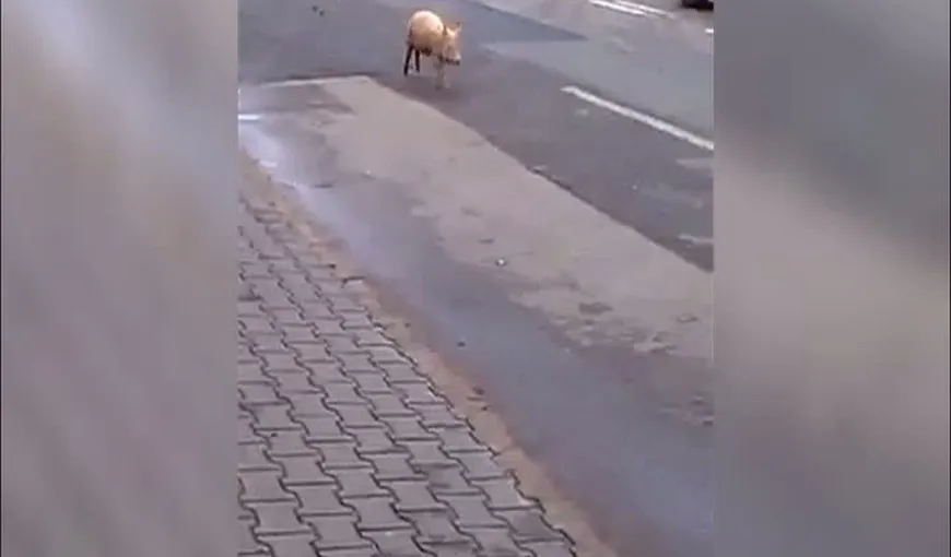 Imagini incredibile surprinse în Târgu Jiu. Un porc i-a pus la grea încercare pe şoferi
