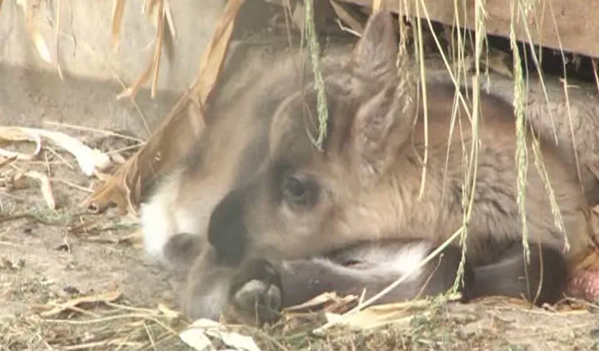 Premieră în România. Doi pui de ren au venit pe lume la Grădina Zoologică Bucov VIDEO