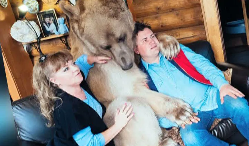 O familie de ruşi trăieşte cu un urs de 150 de kilograme în casă. Mănâncă şi doarme cu el VIDEO