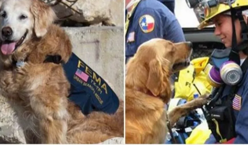 Atentate 11 septembrie. Ultimul câine salvator a fost eutanasiat la vârsta de 16 ani IMAGINI EMOŢIONANTE