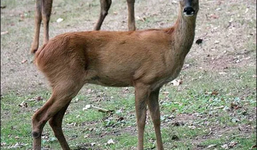 Un angajat de la Grădina Zoologică din Hunedoara este cercetat pentru braconaj, după ce a ucis trei căprioare