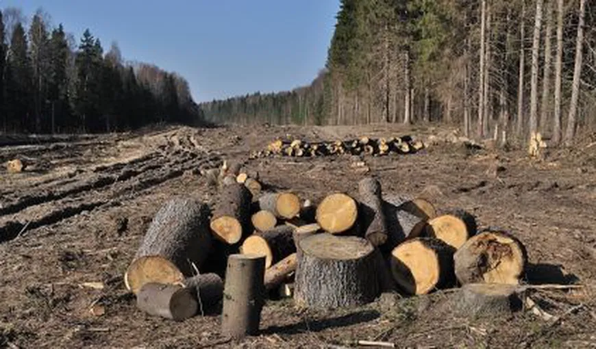 Greenpeace: În România sunt aproape 100 de cazuri de tăieri ilegale de arbori pe zi