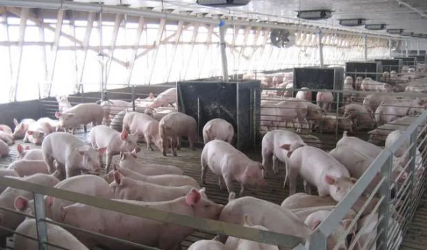 România va cere Bruxelles-ului deblocarea exportului de porci vii în spaţiul comunitar