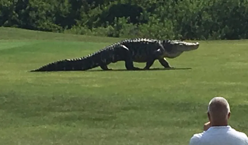 Un monstru din Jurassic Park, pe terenul de golf. Reptila are dimensiuni uriaşe VIDEO