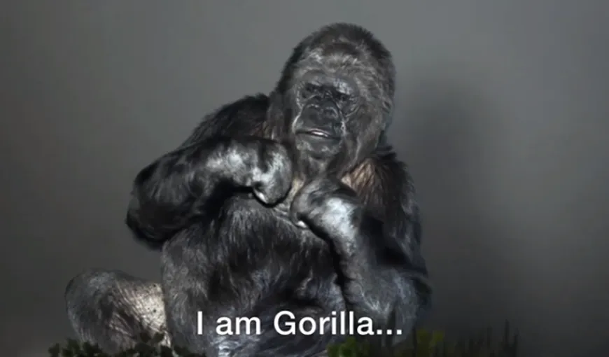 KOKO, singura gorilă din lume care poate comunica cu omul, mesaj extraordinar pentru OMENIRE VIDEO