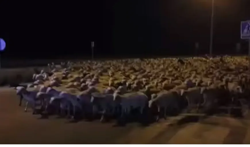 Asediul ovinelor. Un oraş din Spania a fost invadat de peste o mie de oi VIDEO