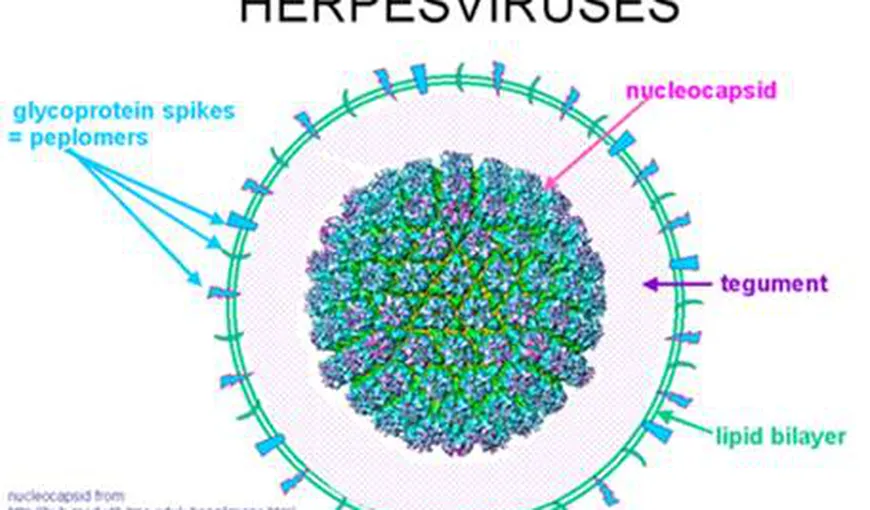 Cercetătorii australieni susţin că sunt aproape de soluţia care vindecă în totalitate infecţia cu virusul herpetic