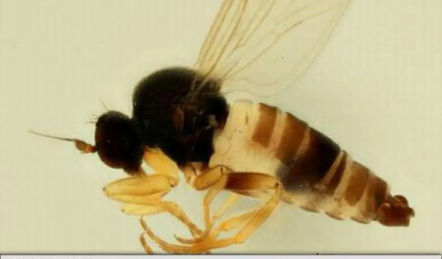 O nouă specie de muscă, descoperită în Belgia