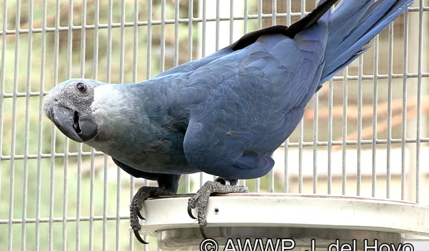 MISTER: O specie rară de papagal, redescoperită după 15 ani VIDEO