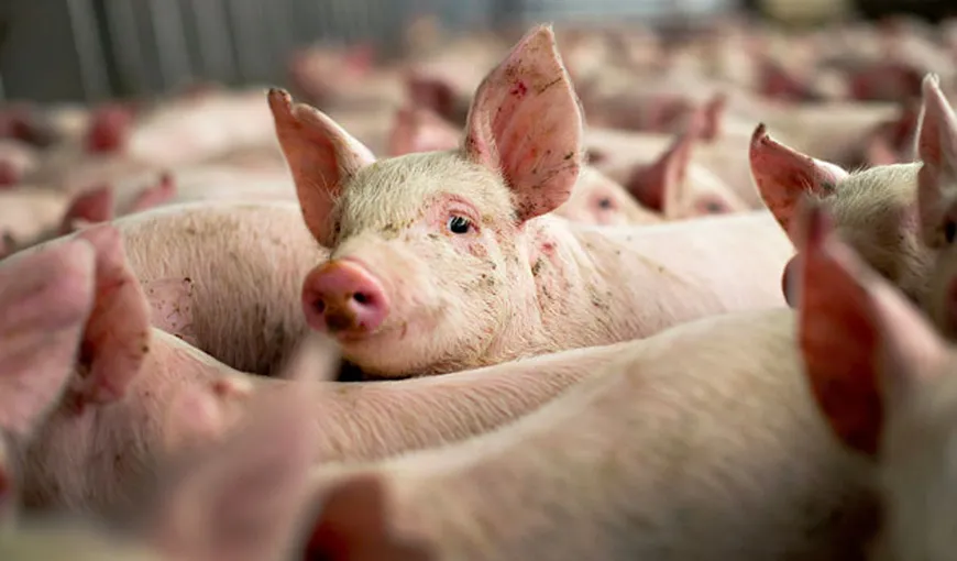 Măsuri de prevenire a pătrunderii pestei porcine africane pe teritoriul României