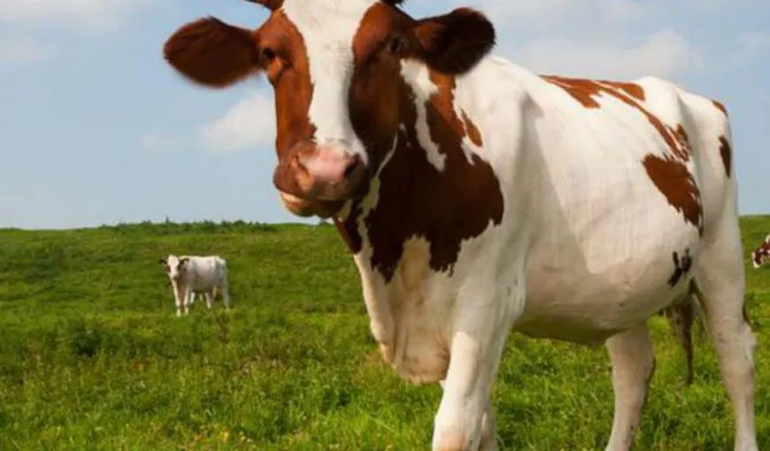 Vacile dintr-o localitate din Iaşi sunt hrănite cu sodă caustică pentru a da mai mult lapte
