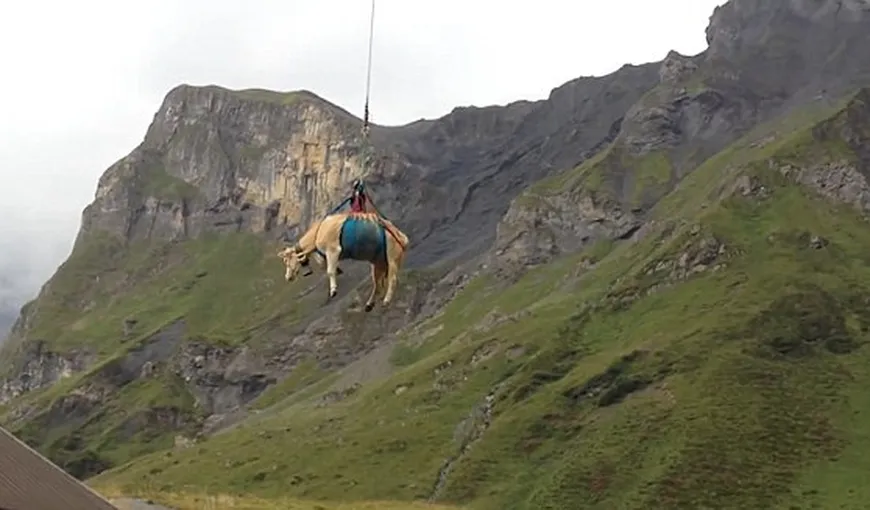 O văcuţă din Elveţia a fost dusă la veterinar cu elicopterul VIDEO