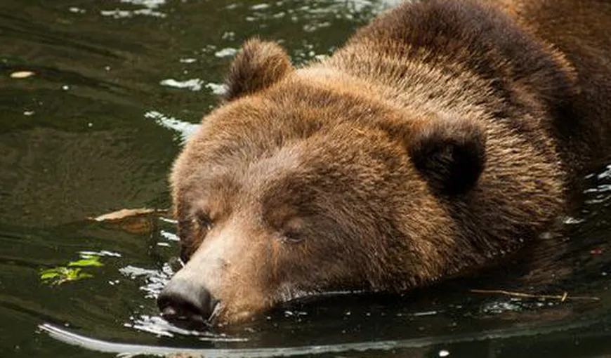 Iubitorii de animale sunt indignaţi. Ursul Baloo a fost împuşcat mortal la Grădina Zoologică