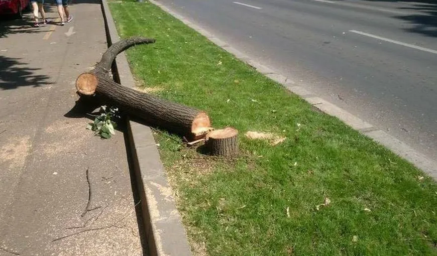 Copacii care vor fi tăiaţi în Bucureşti, postaţi pe site-ul Primăriei