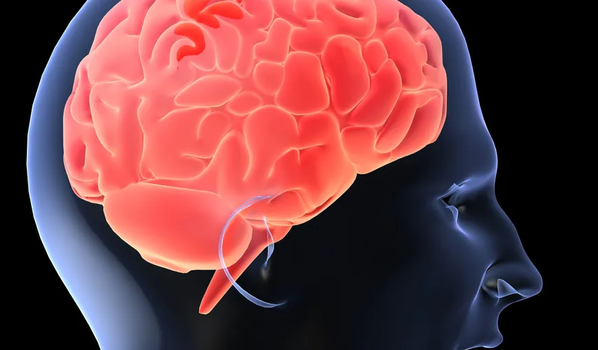 STUDIU: Creierul este conectat la sistemul imunitar printr-o serie de vase limfatice