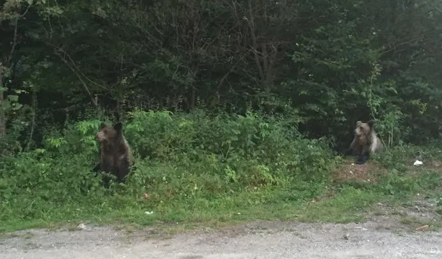 Doi turişti au fost coborâţi din Bucegi de jandarmii montani după ce s-au întâlnit cu un urs pe traseu