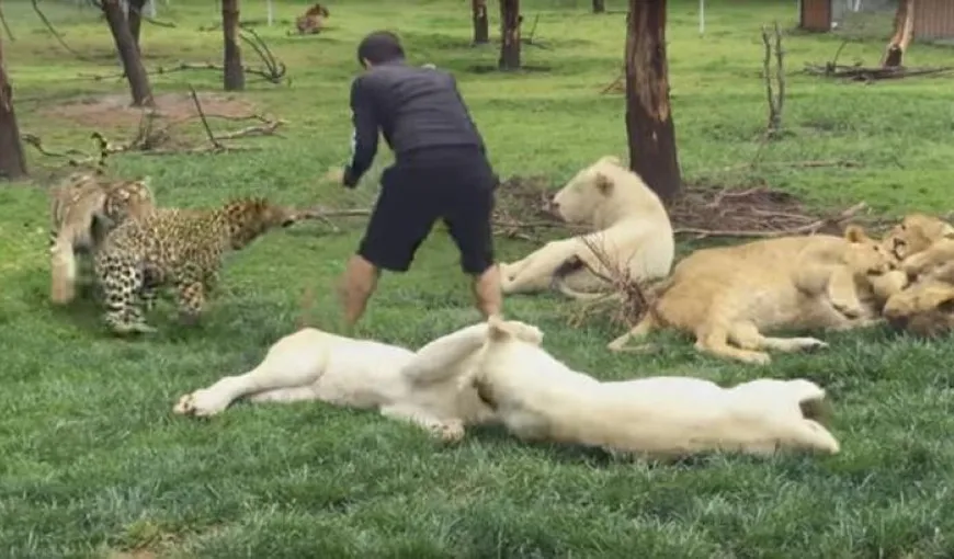 Uimitor! Un îngrijitor atacat de un lepoard este salvat de un tigru
