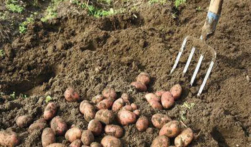 Record în agricultura românească! Subvenţie de 1,5 milioane de euro pentru 60 de hectare de cartofi