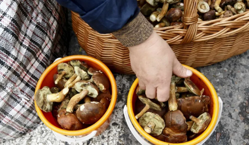 13 români au ajuns la spital, după ce s-au intoxicat cu ciuperci culese din pădure