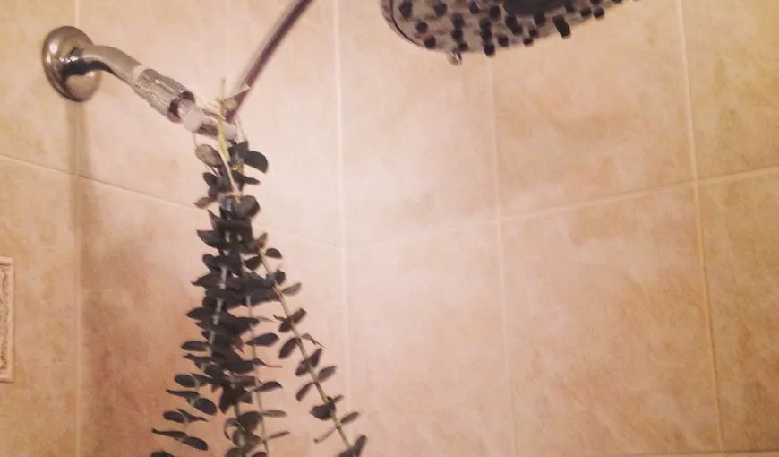 Ce se întâmplă dacă pui eucalipt în cabina de duş