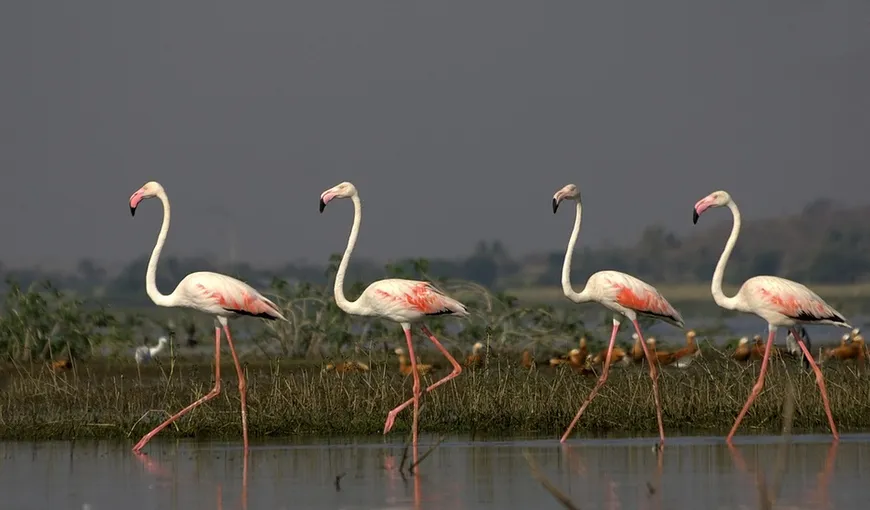Apariţie rară în România. Păsări Flamingo au fost văzute în Deltă