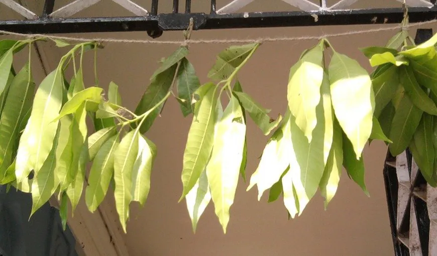 Frunzele de mango, sănătate curată la casa omului