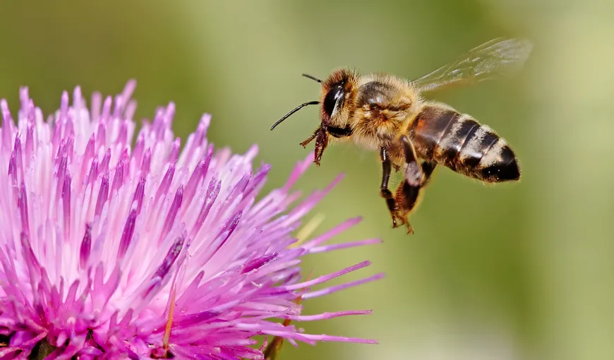 ÎNCĂLZIRE GLOBALĂ. Reducere accelerată a numărului de albine sălbatice din cauza pesticidelor neonicotinoide