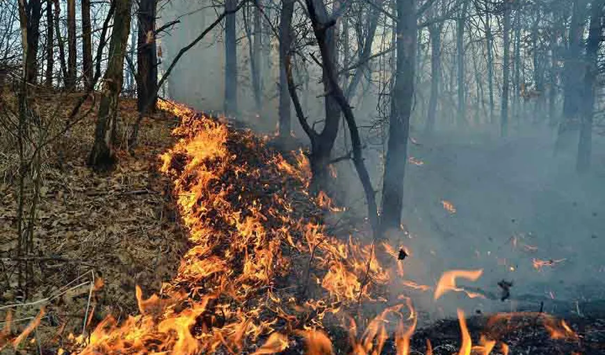 Incendiu de amploare într-o pădure din judeţul Mehedinţi. Au ars zece hectare de litieră