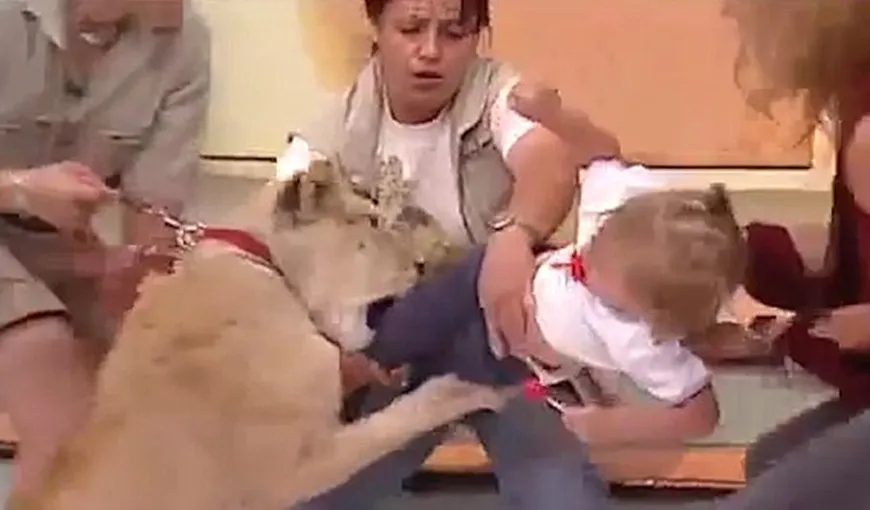 Incident şocant în direct, la tv. O leoaică vrea să mănânce un copil aflat în braţele mamei sale VIDEO
