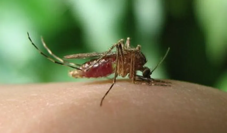 5 mituri şi prejudecăţi despre ţânţari