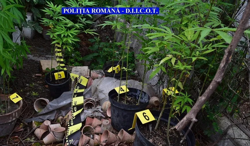 Un întreg arsenal de cultivare a cannabisului, descoperit în curtea unui ieşean
