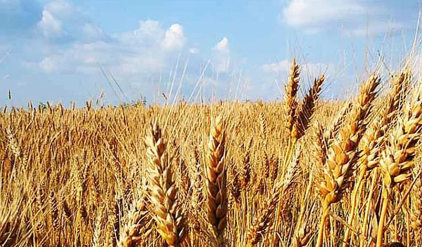 Meteorologii anunță secetă în agricultură. Nivelul apei în sol pe regiuni