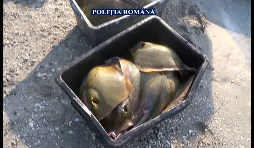 Acţiune de amploare pe Marea Neagră. Zeci de pisici de mare, confiscate VIDEO